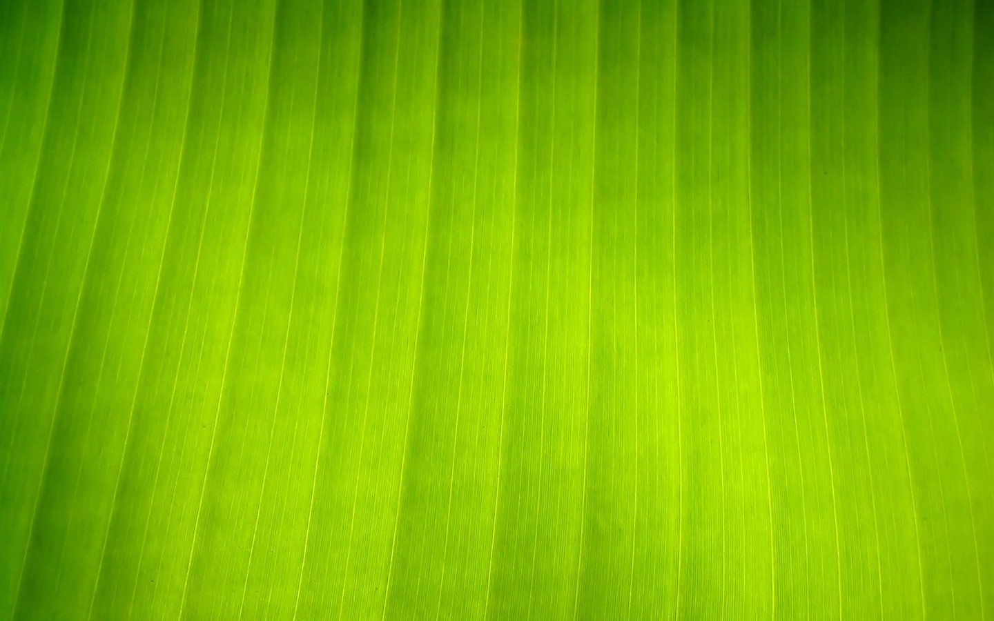 Vista 植物壁紙(八) #5 - 1440x900