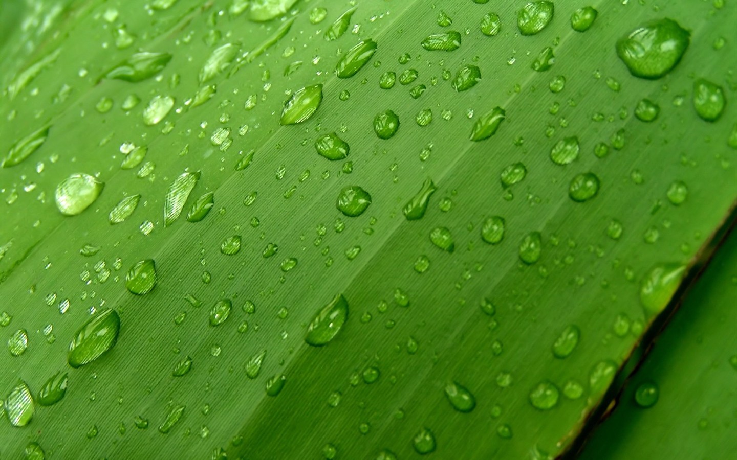 Vista 植物壁紙(八) #9 - 1440x900