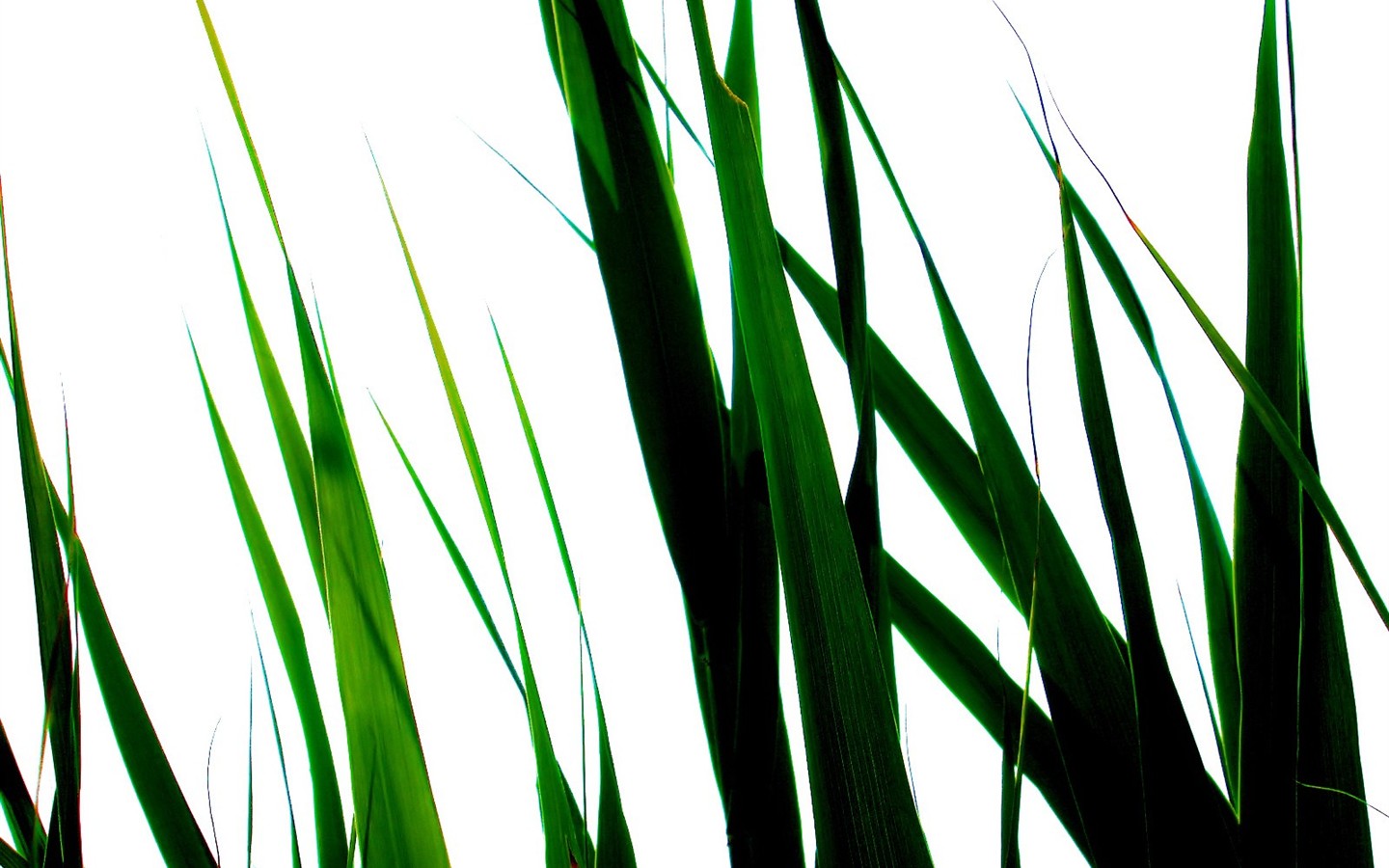 Vista 植物壁紙(八) #16 - 1440x900