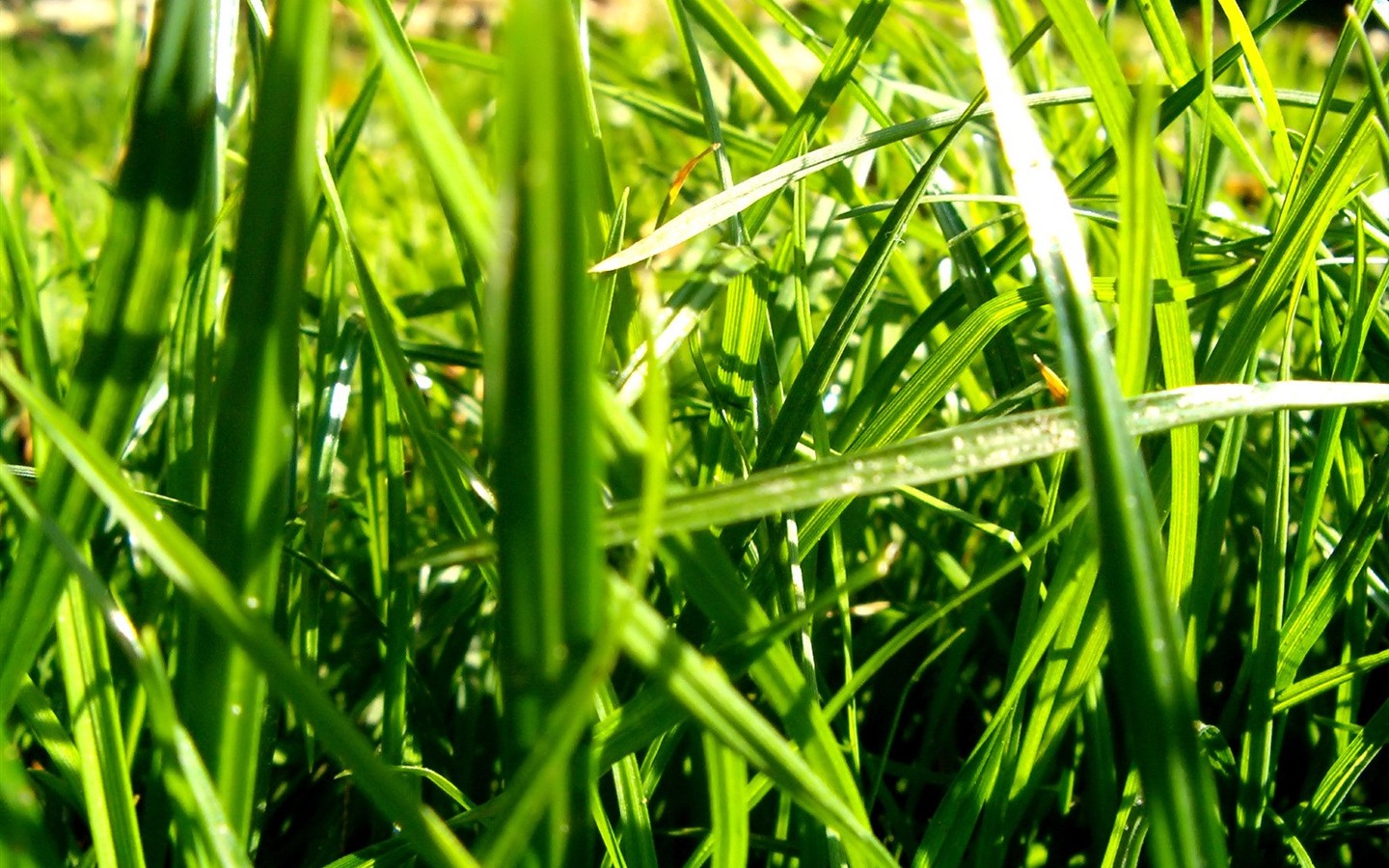Vista 植物壁紙(八) #20 - 1440x900