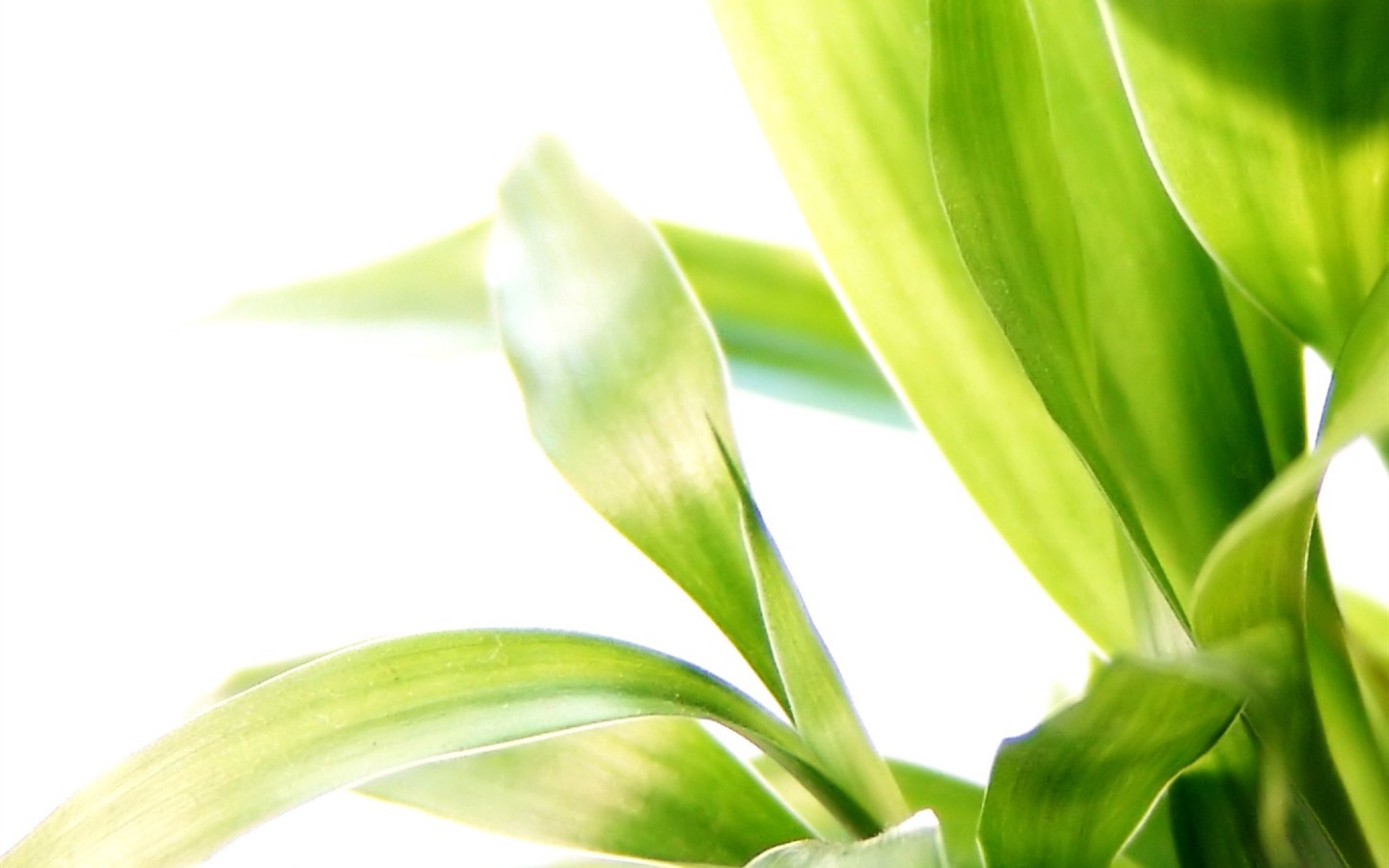 Vista 植物壁紙(八) #21 - 1440x900