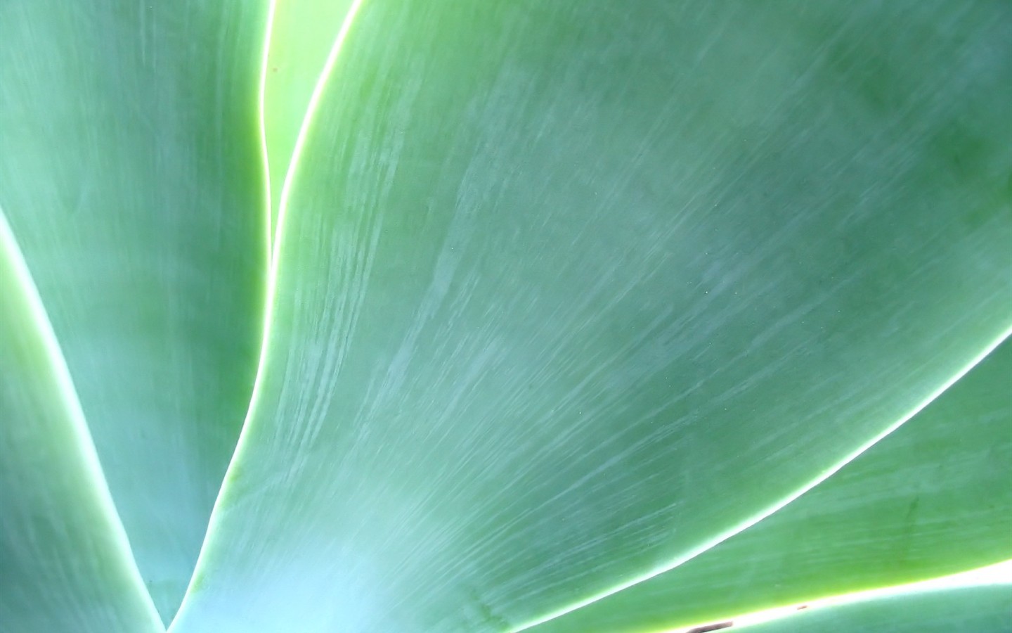 Vista 植物壁紙(八) #27 - 1440x900