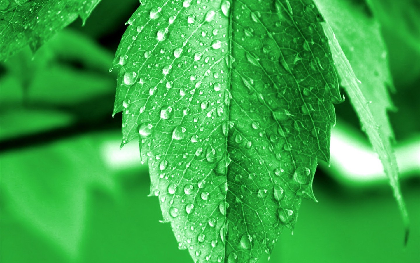 Vista 植物壁紙(八) #30 - 1440x900