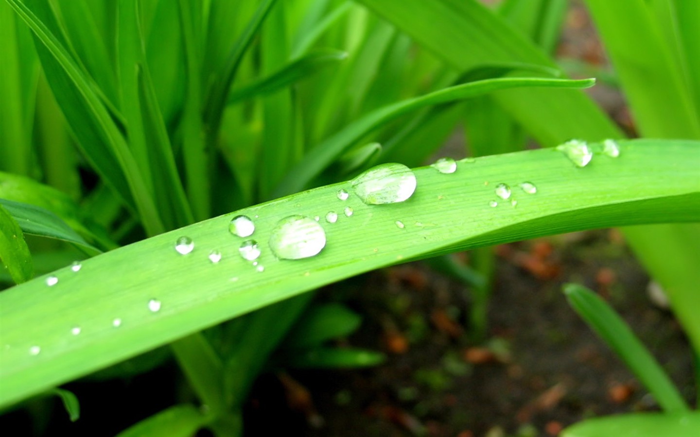 Vista 植物壁紙(八) #31 - 1440x900