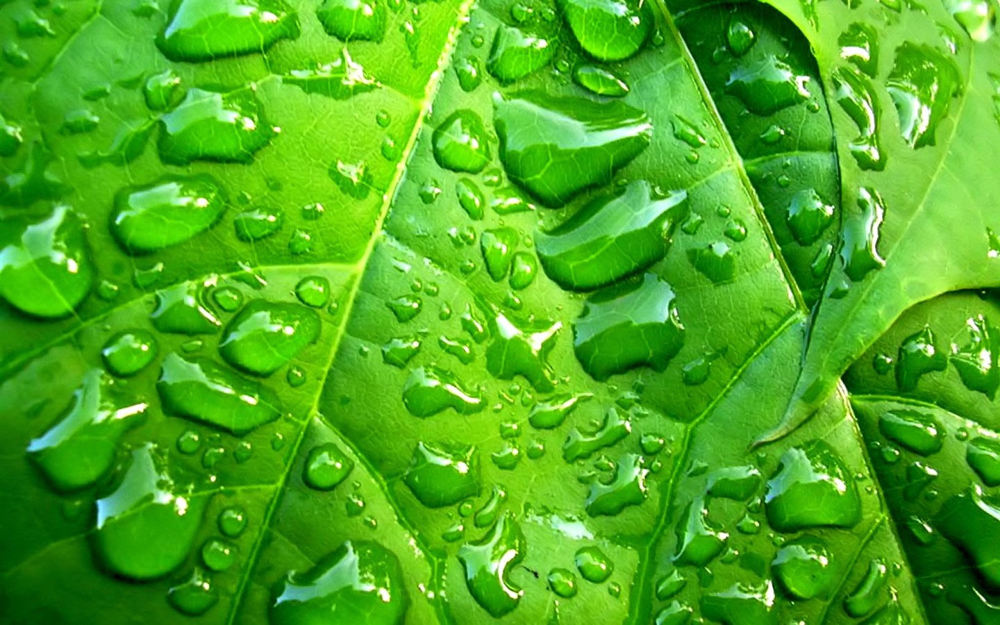 Vista 植物壁紙(八) #35 - 1440x900
