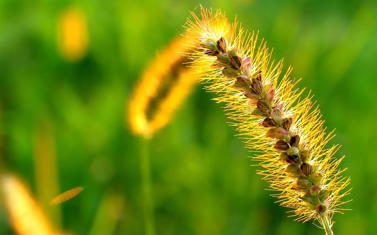 Vista 植物壁紙(八) #36 - 1440x900