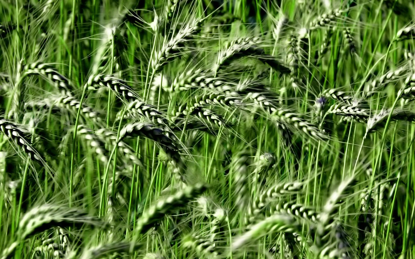 Vista 植物壁紙(八) #37 - 1440x900
