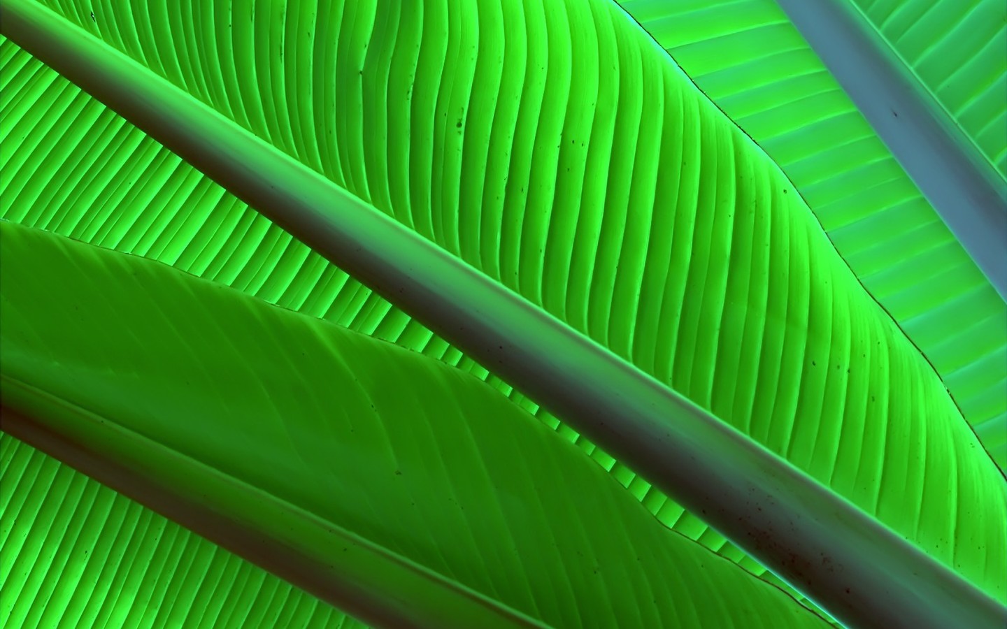 Vista Plant wallpaper (9) #4 - 1440x900