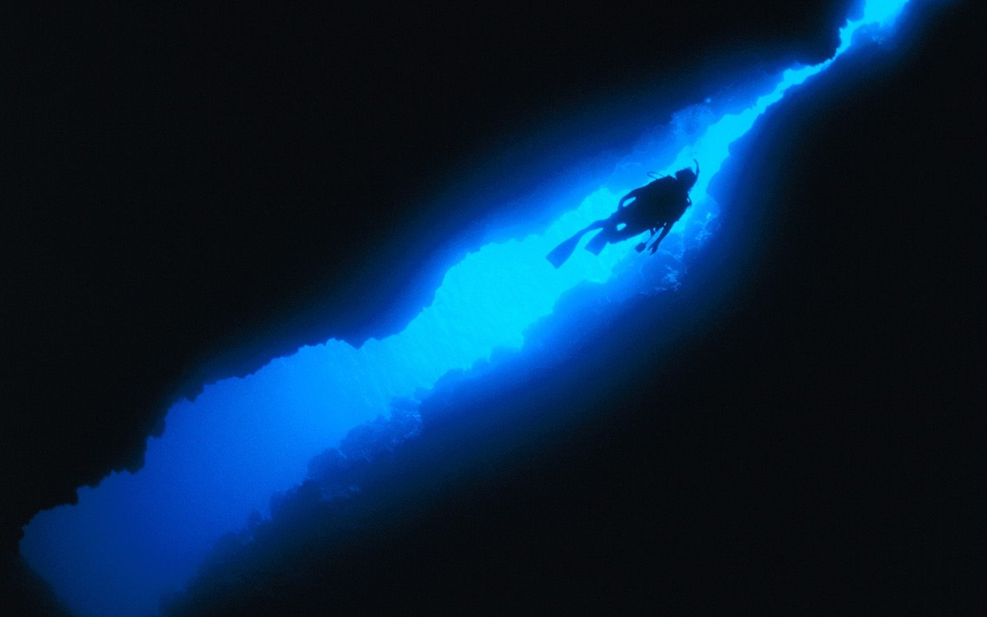 海洋生物壁紙精選(二) #11 - 1440x900