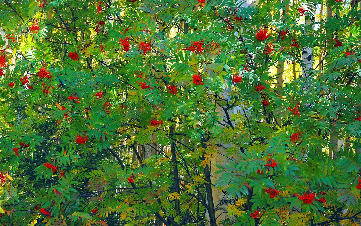 西伯利亞精美自然風光 #4 - 1440x900