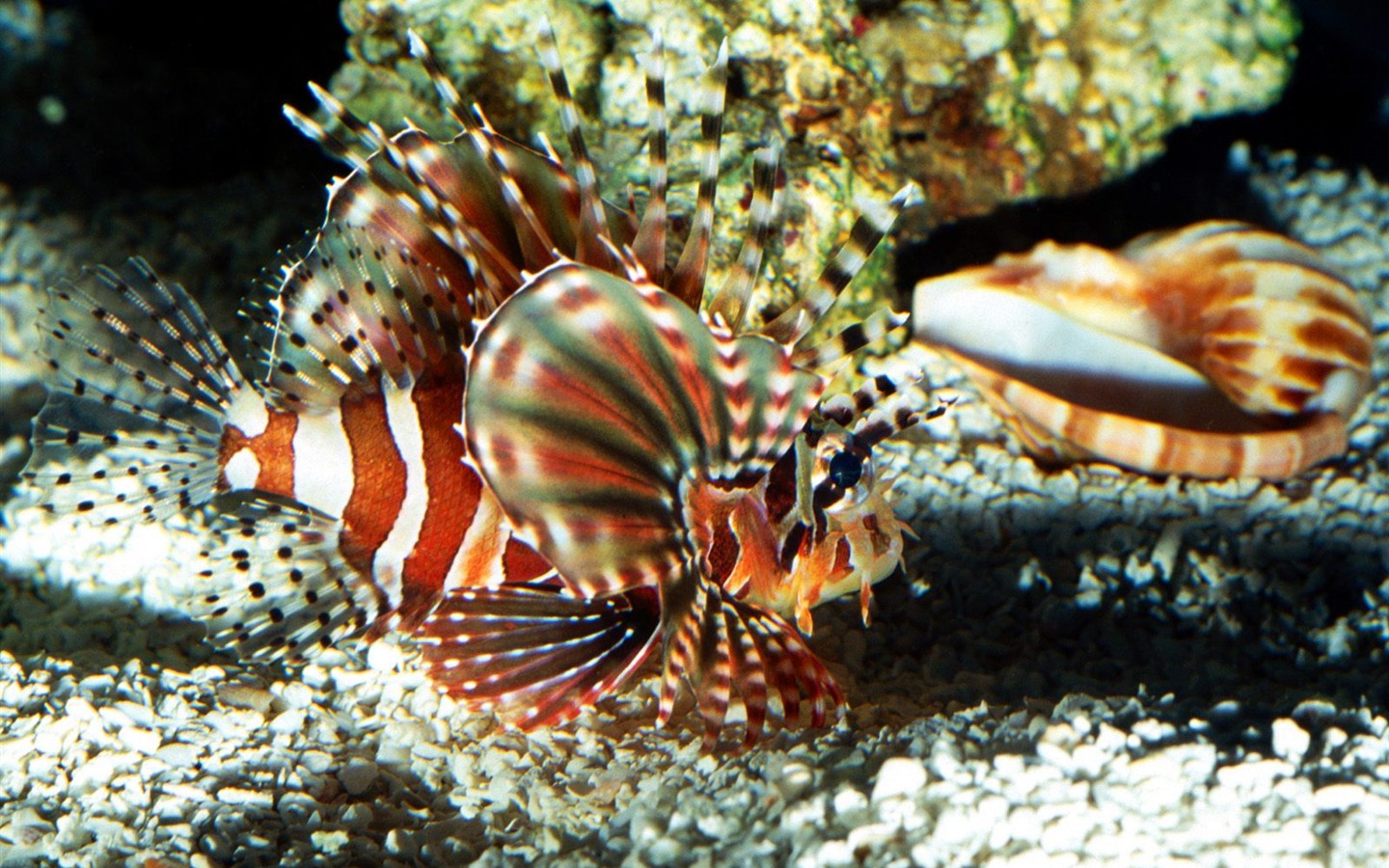 해양 생명 바탕 화면 선택 (3) #15 - 1440x900