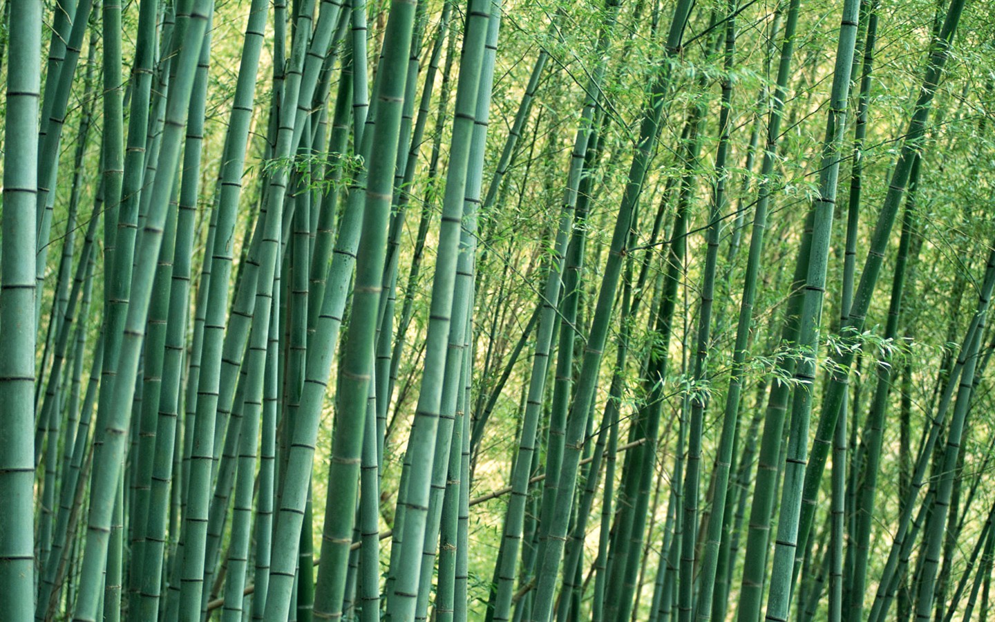 Papel tapiz verde de bambú #11 - 1440x900