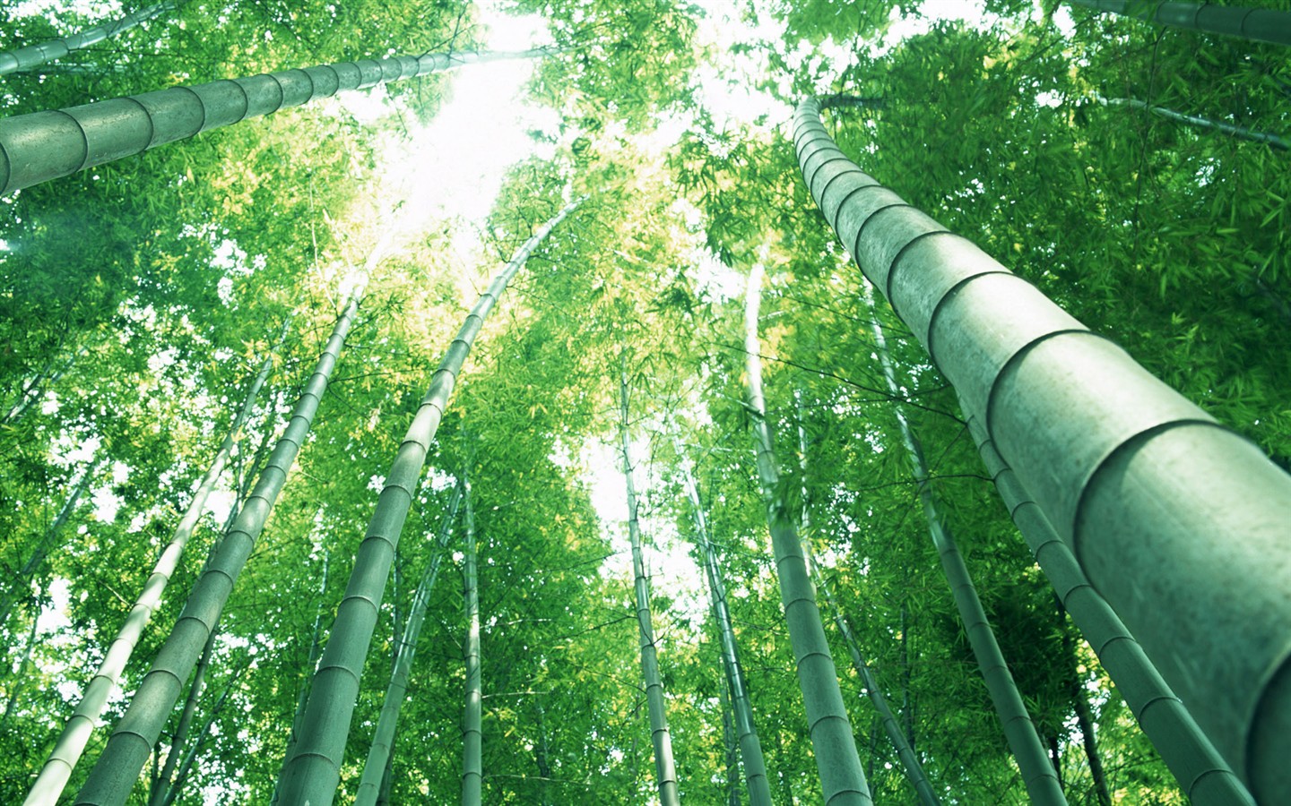 Papel tapiz verde de bambú #14 - 1440x900