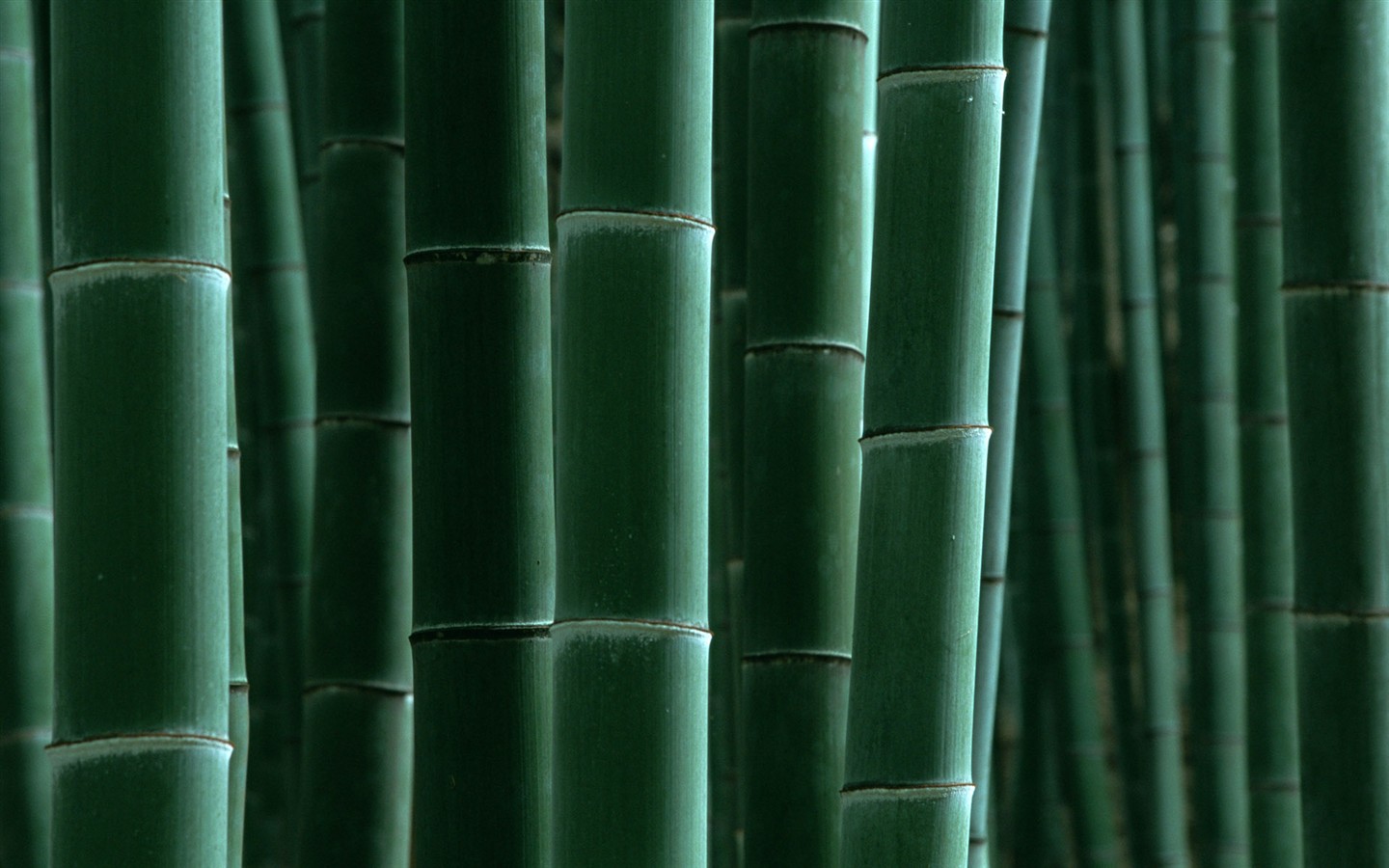 그린 대나무 벽지 #16 - 1440x900