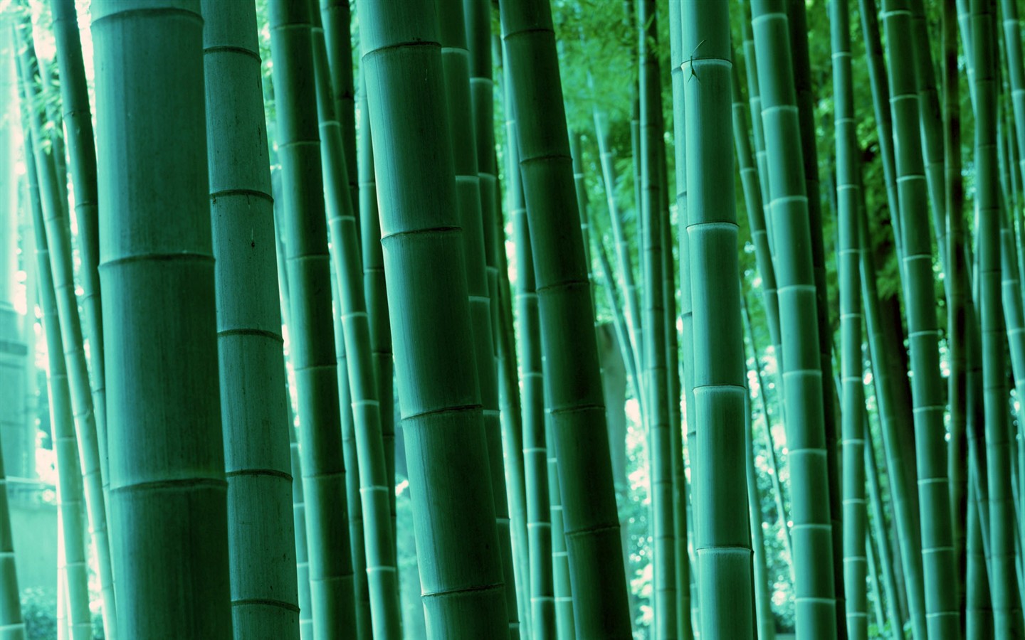 Papel tapiz verde de bambú #17 - 1440x900