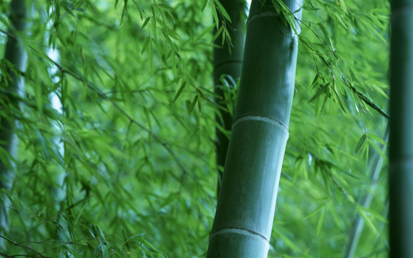 Papel tapiz verde de bambú #19 - 1440x900