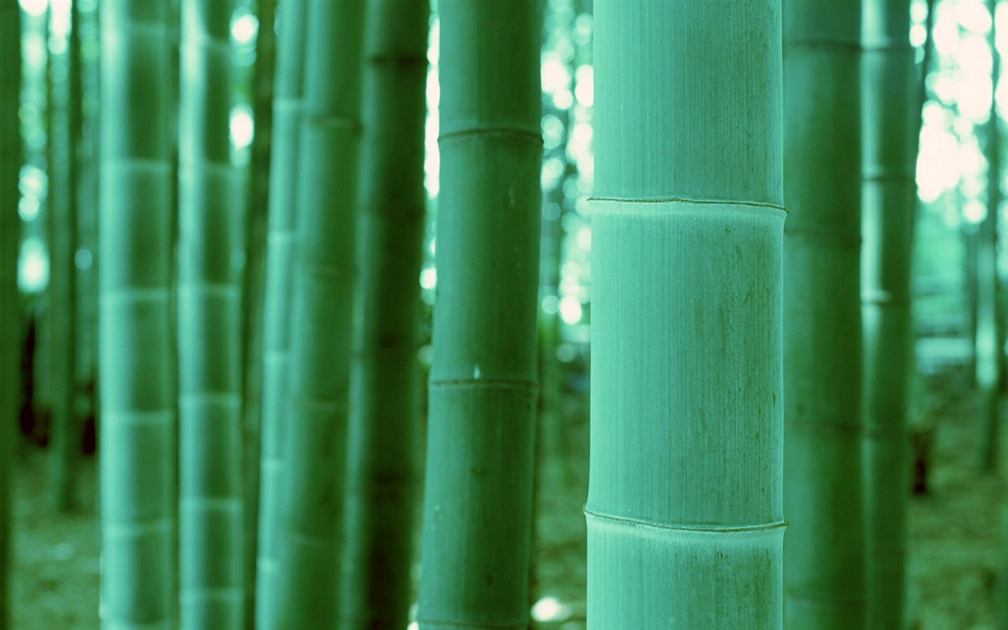 Green bamboo wallpaper #20 - 1440x900
