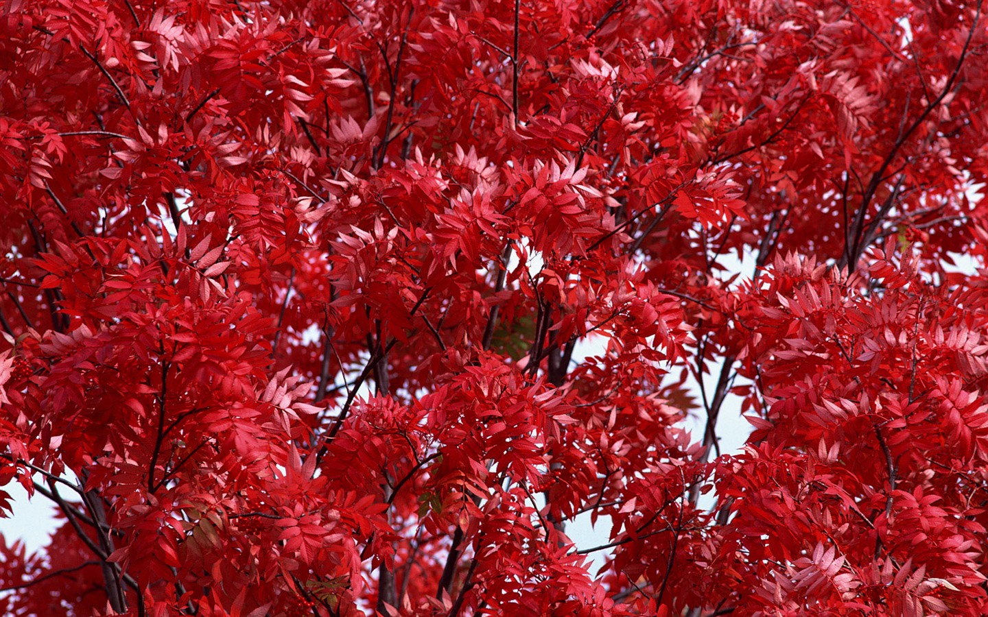 紅葉高清壁紙專輯 #2 - 1440x900