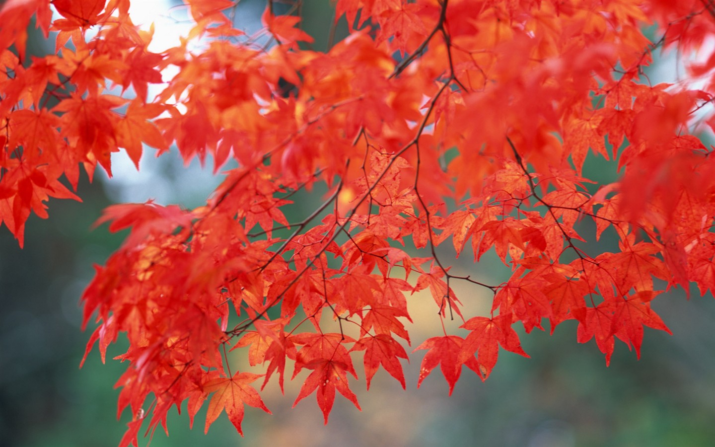紅葉高清壁紙專輯 #3 - 1440x900