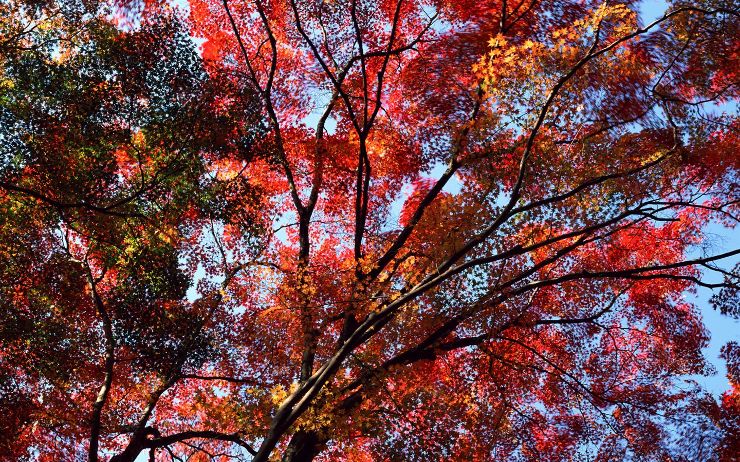 红叶高清壁纸专辑4 - 1440x900