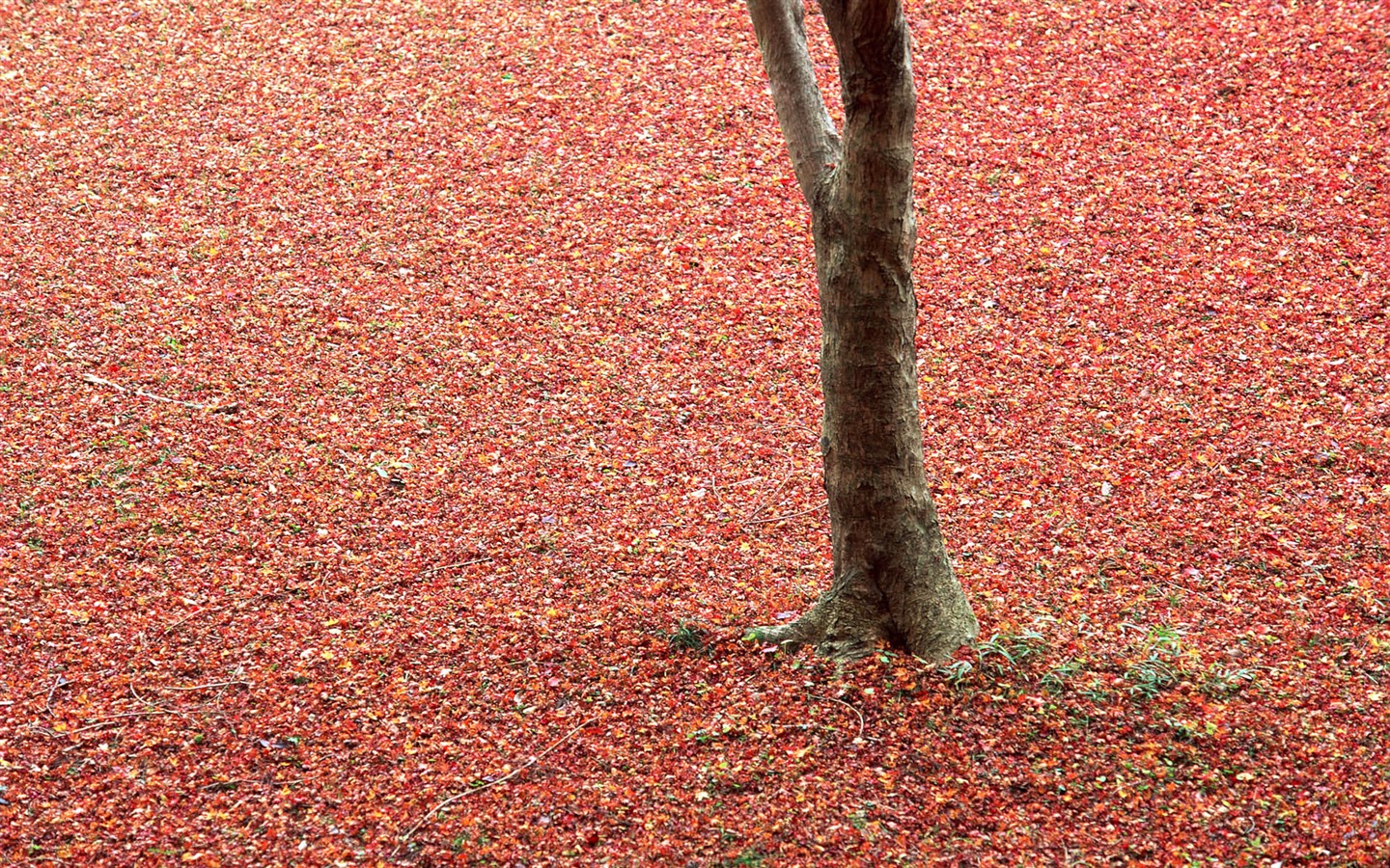紅葉高清壁紙專輯 #10 - 1440x900