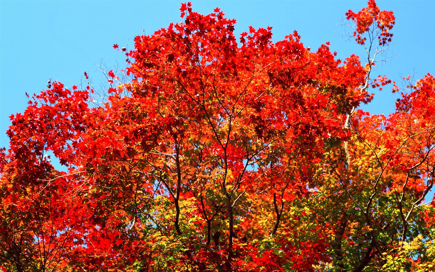 紅葉高清壁紙專輯 #13 - 1440x900
