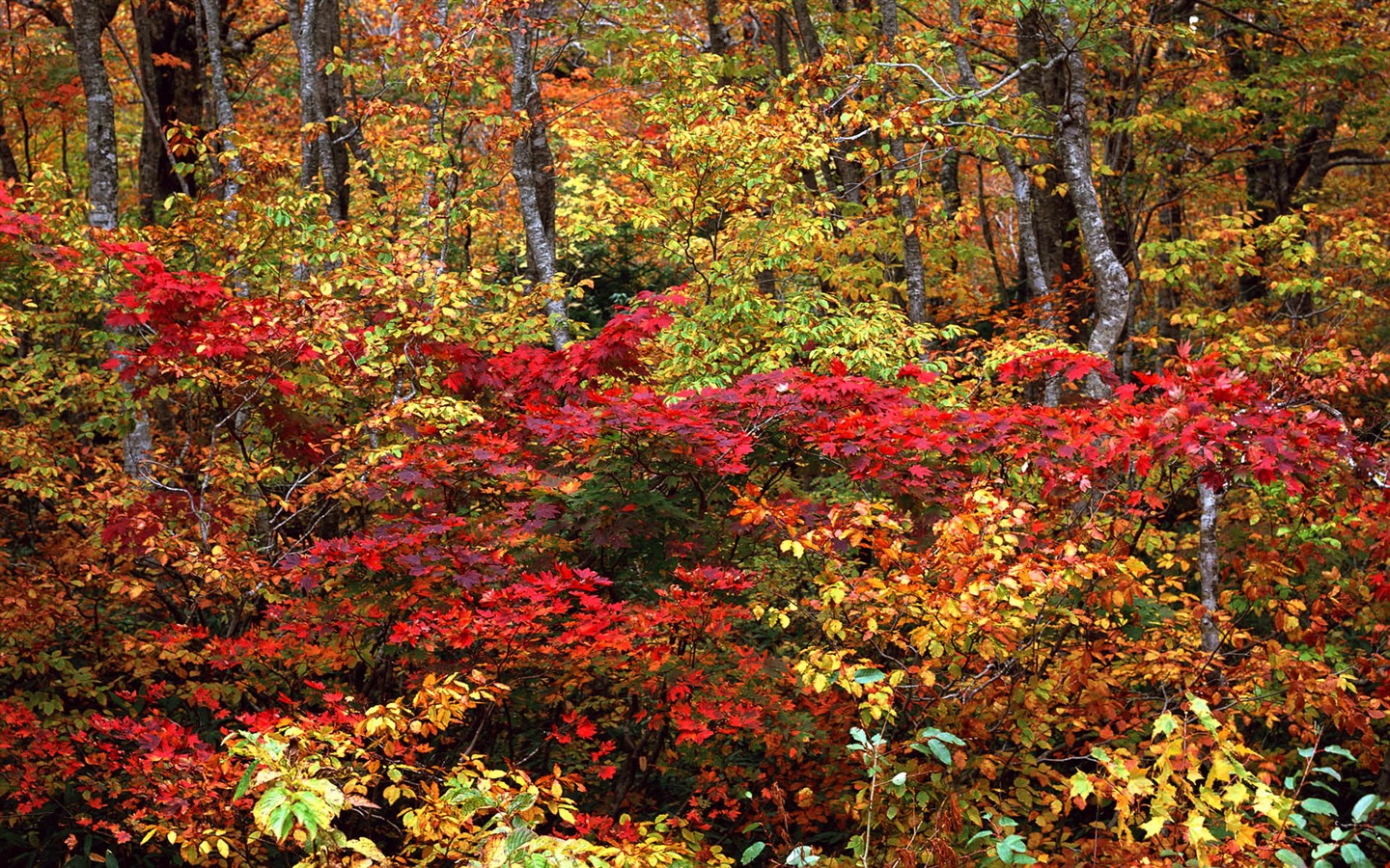 紅葉高清壁紙專輯 #15 - 1440x900