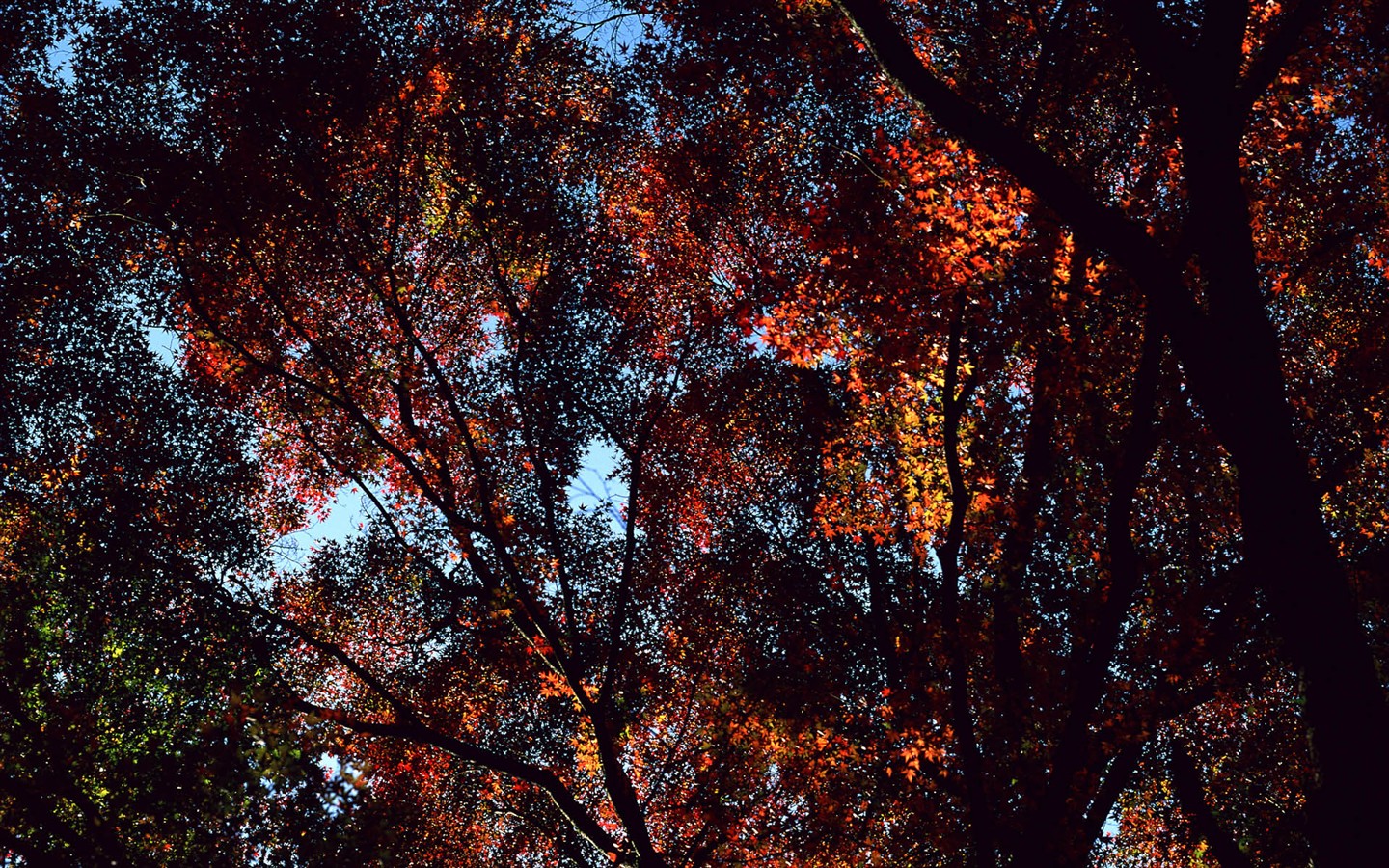 Leaves HD Wallpapers Album #16 - 1440x900