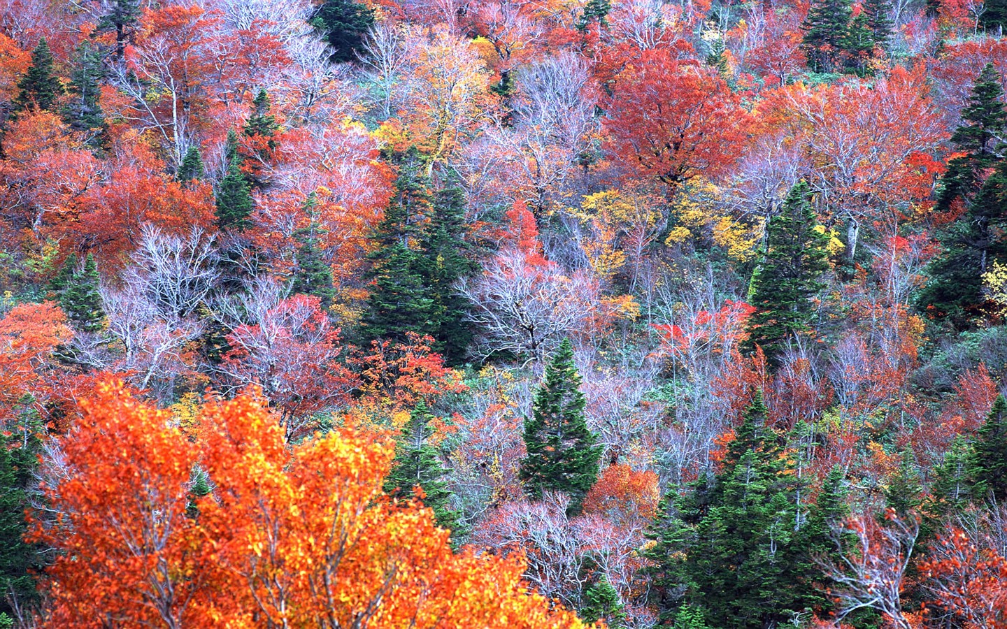 紅葉高清壁紙專輯 #19 - 1440x900