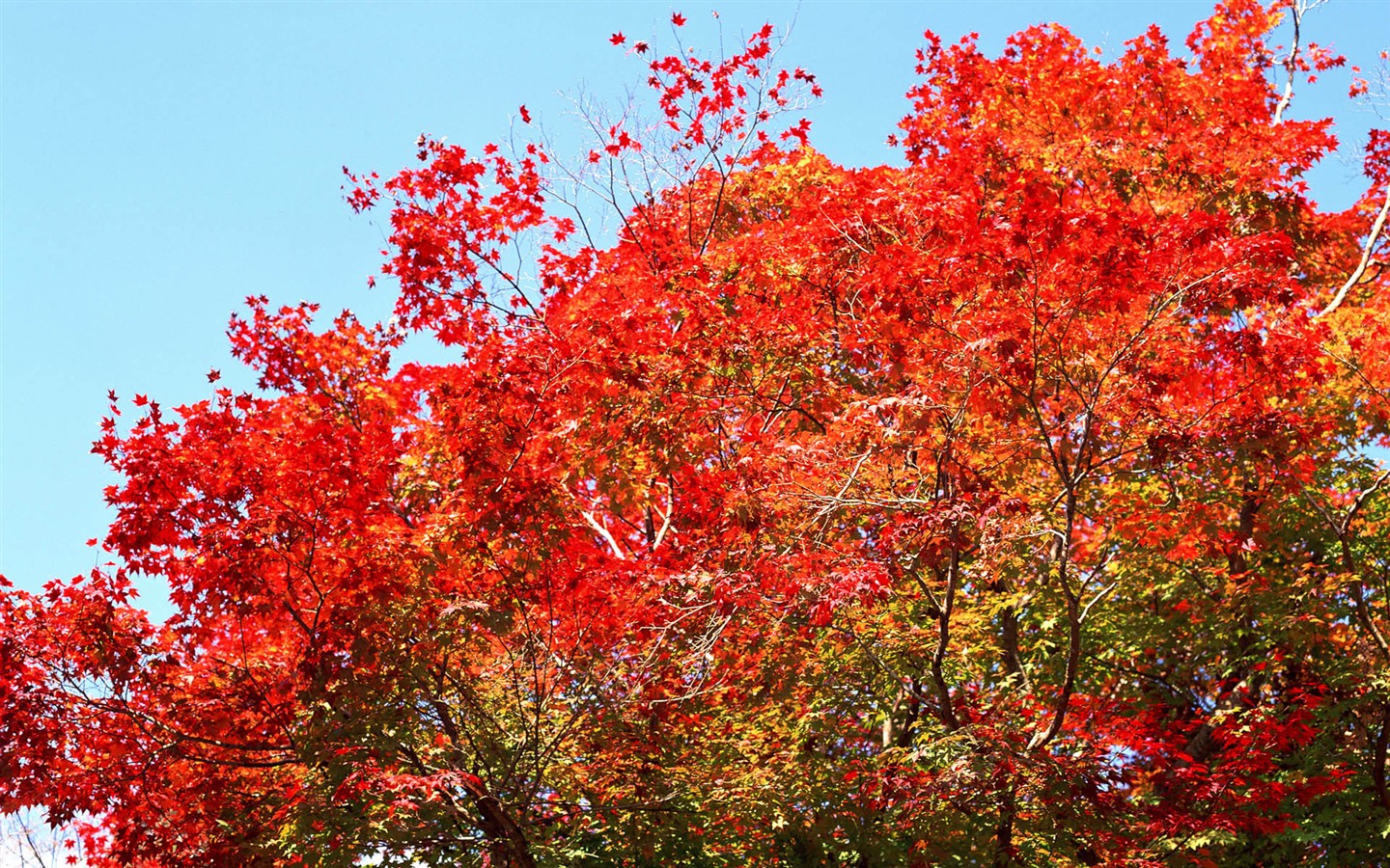 红叶高清壁纸专辑25 - 1440x900