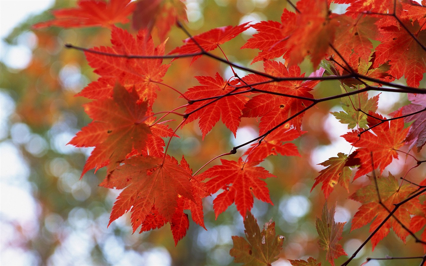 Leaves HD Wallpapers Album #36 - 1440x900