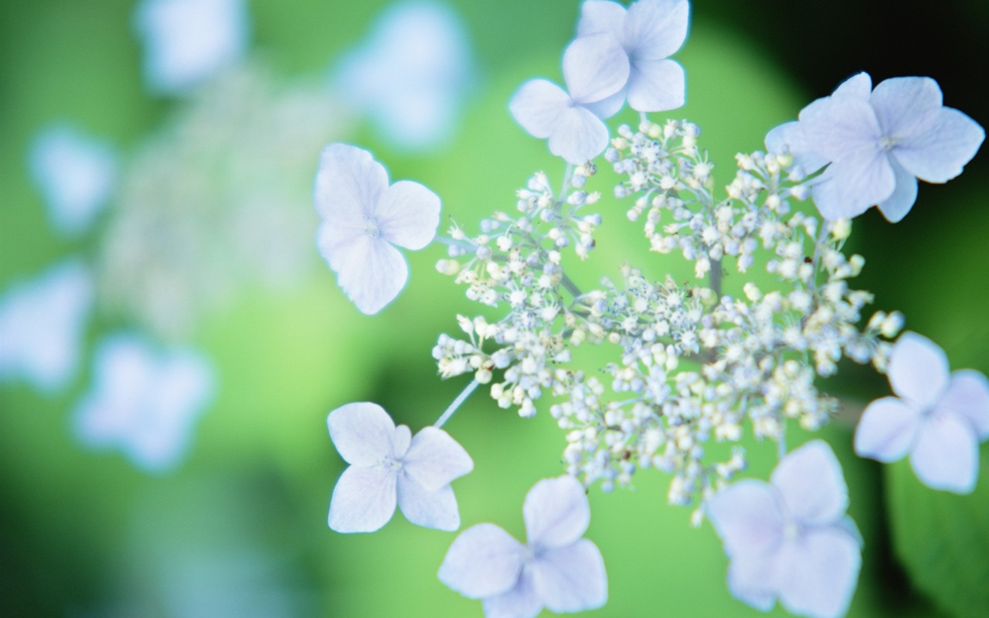 Soft Focus Flower Wallpaper #1 - 1440x900