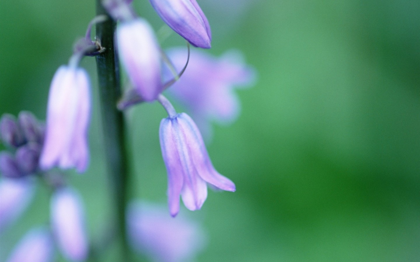 Soft Focus Flower Wallpaper #8 - 1440x900