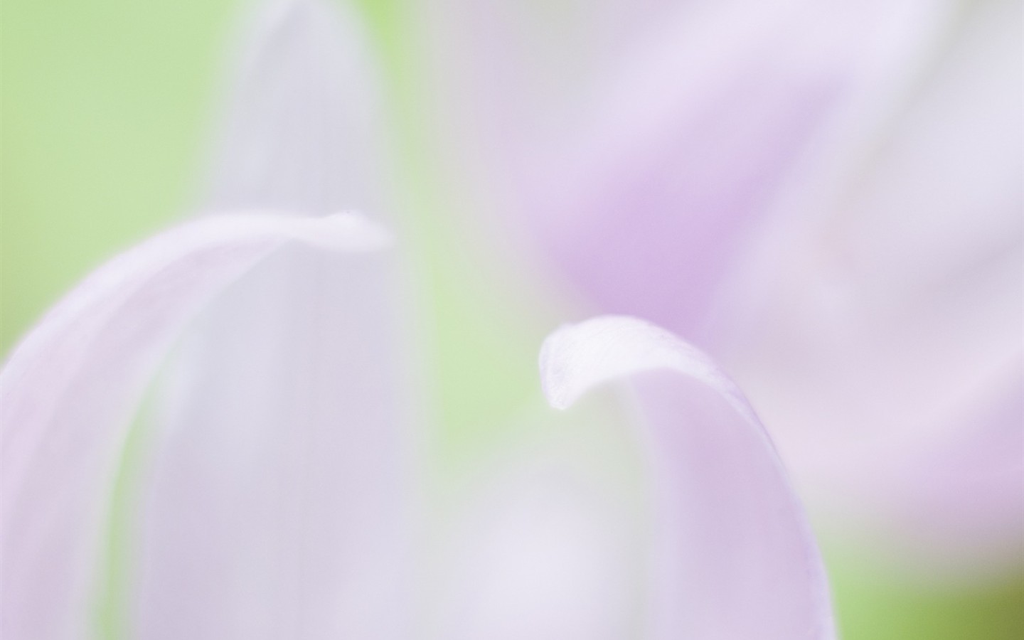 Enfoque suave flor de Escritorio #19 - 1440x900