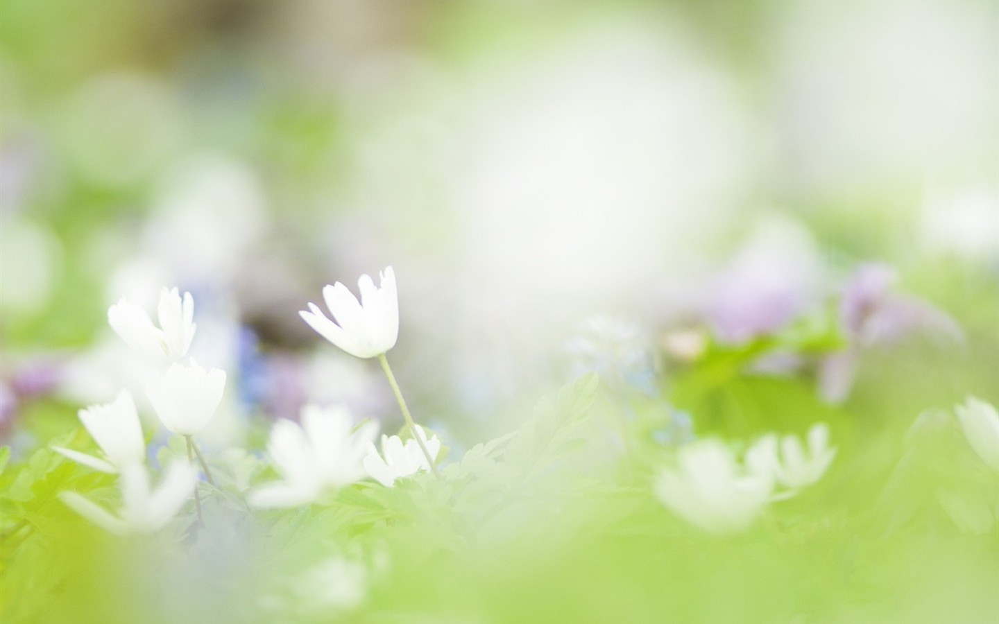 柔焦朦朧浪漫花卉壁紙 #20 - 1440x900