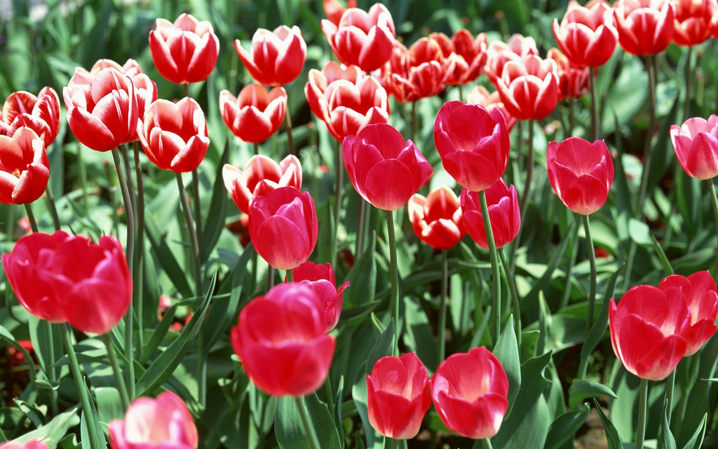 Tulip HD Wallpapers Album #3 - 1440x900