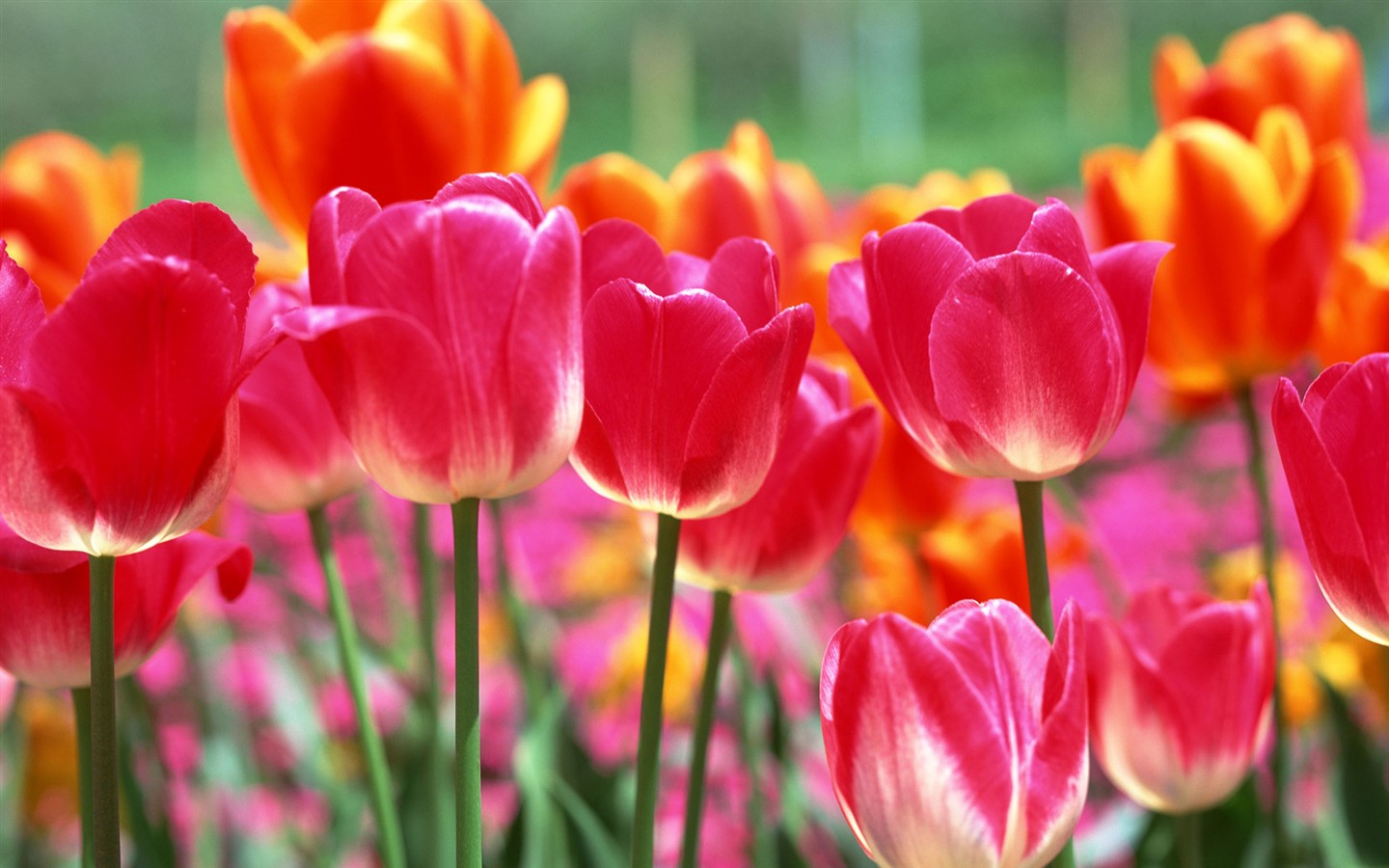 Tulip HD Tapety Album #4 - 1440x900