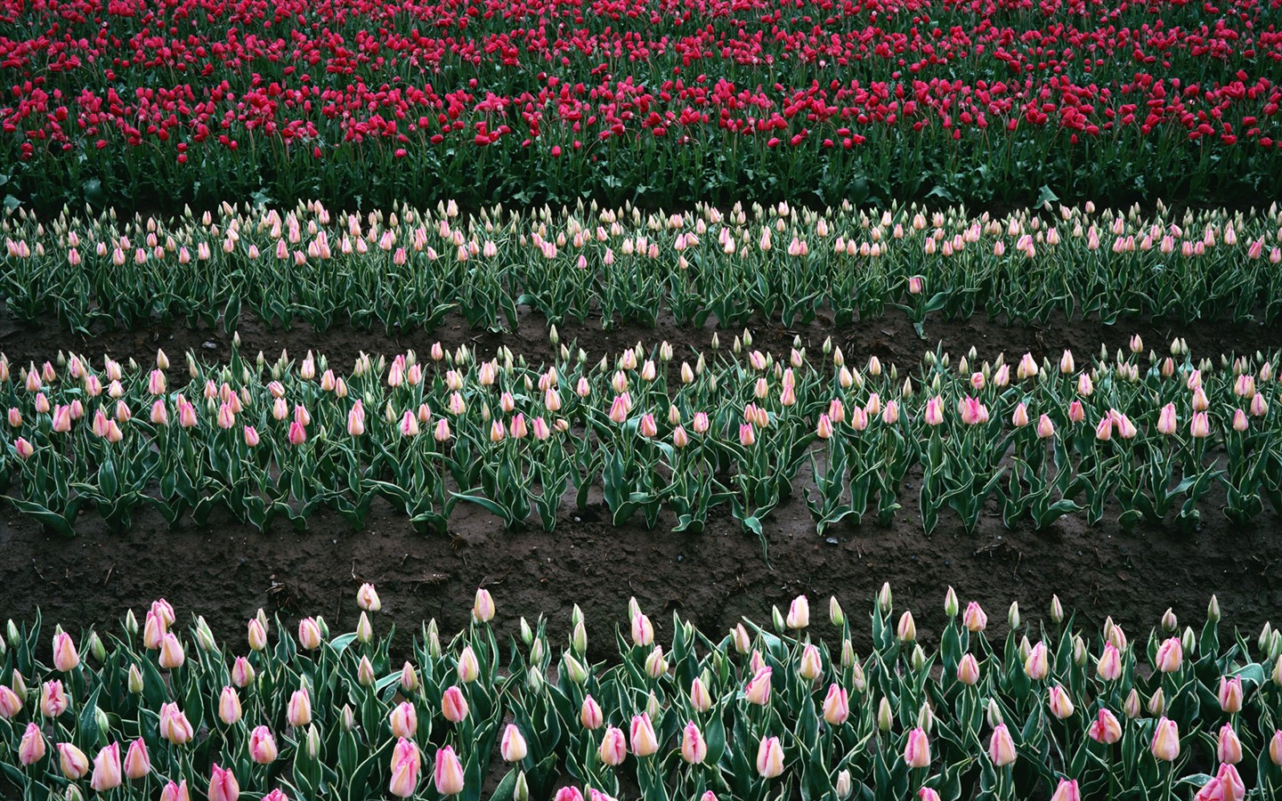 Tulip HD Wallpapers Album #6 - 1440x900