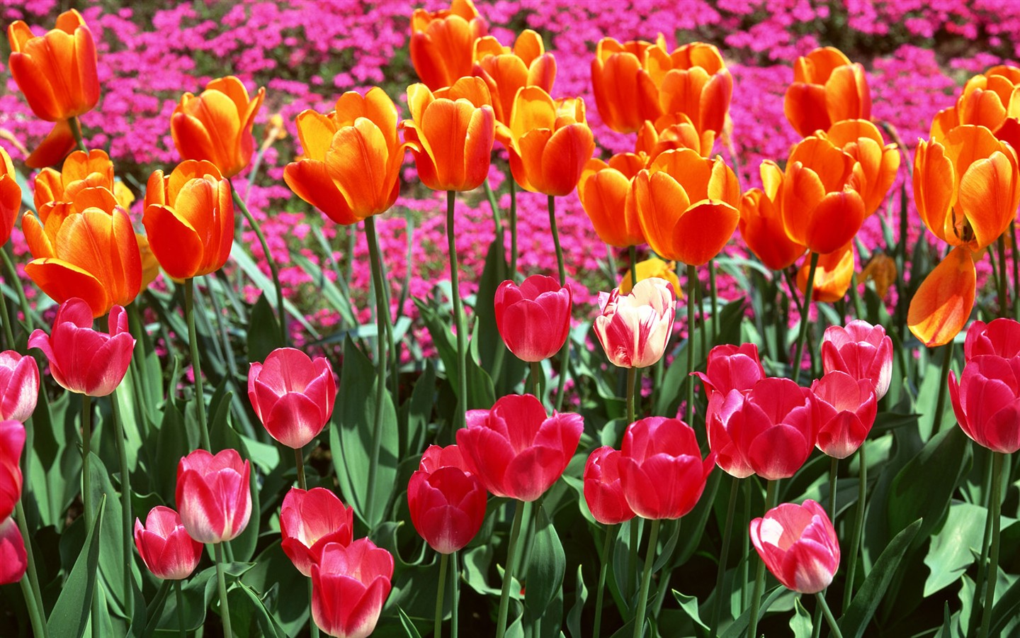 Tulip HD Tapety Album #7 - 1440x900