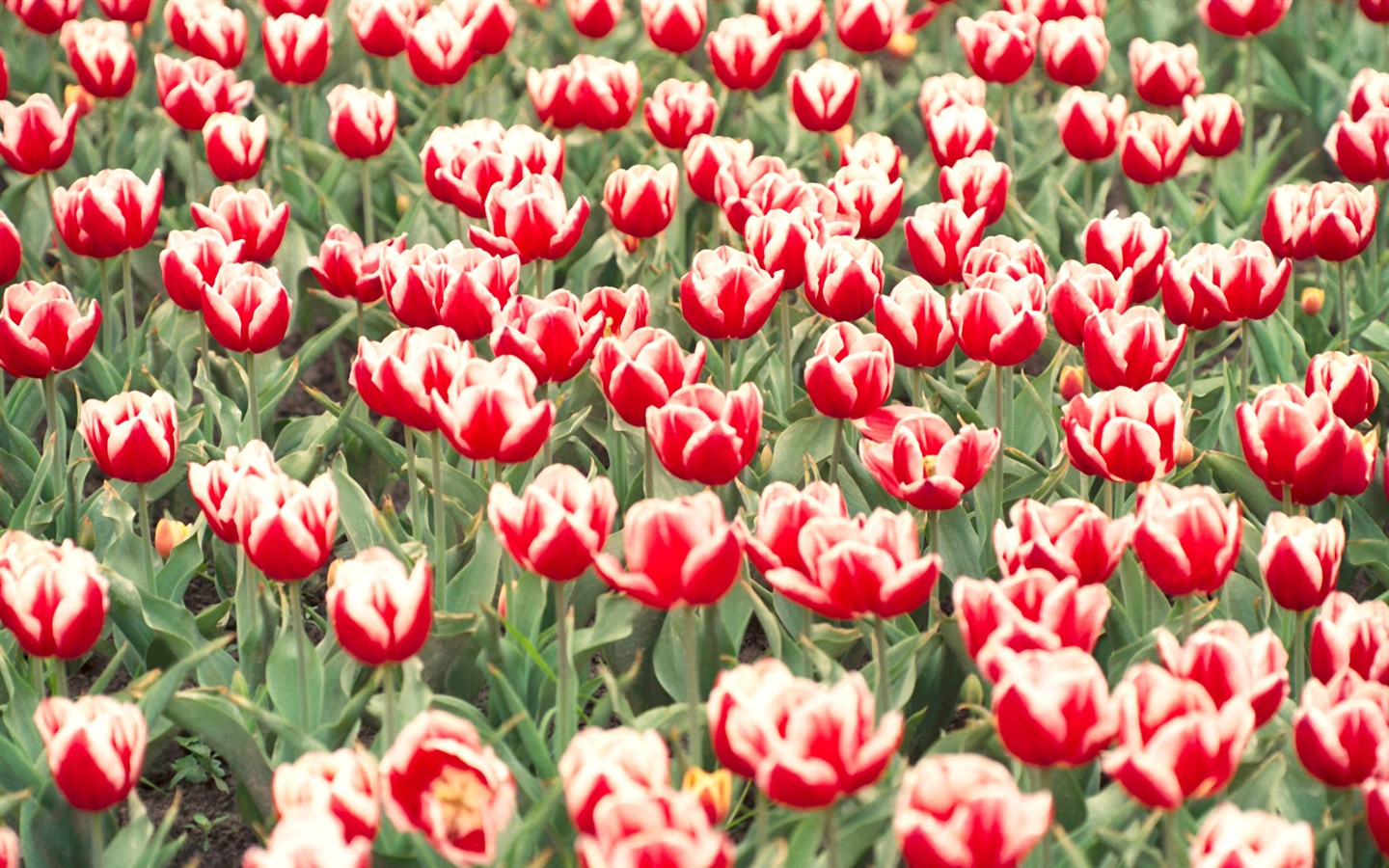 Tulip HD Álbum Fondos de pantalla #19 - 1440x900