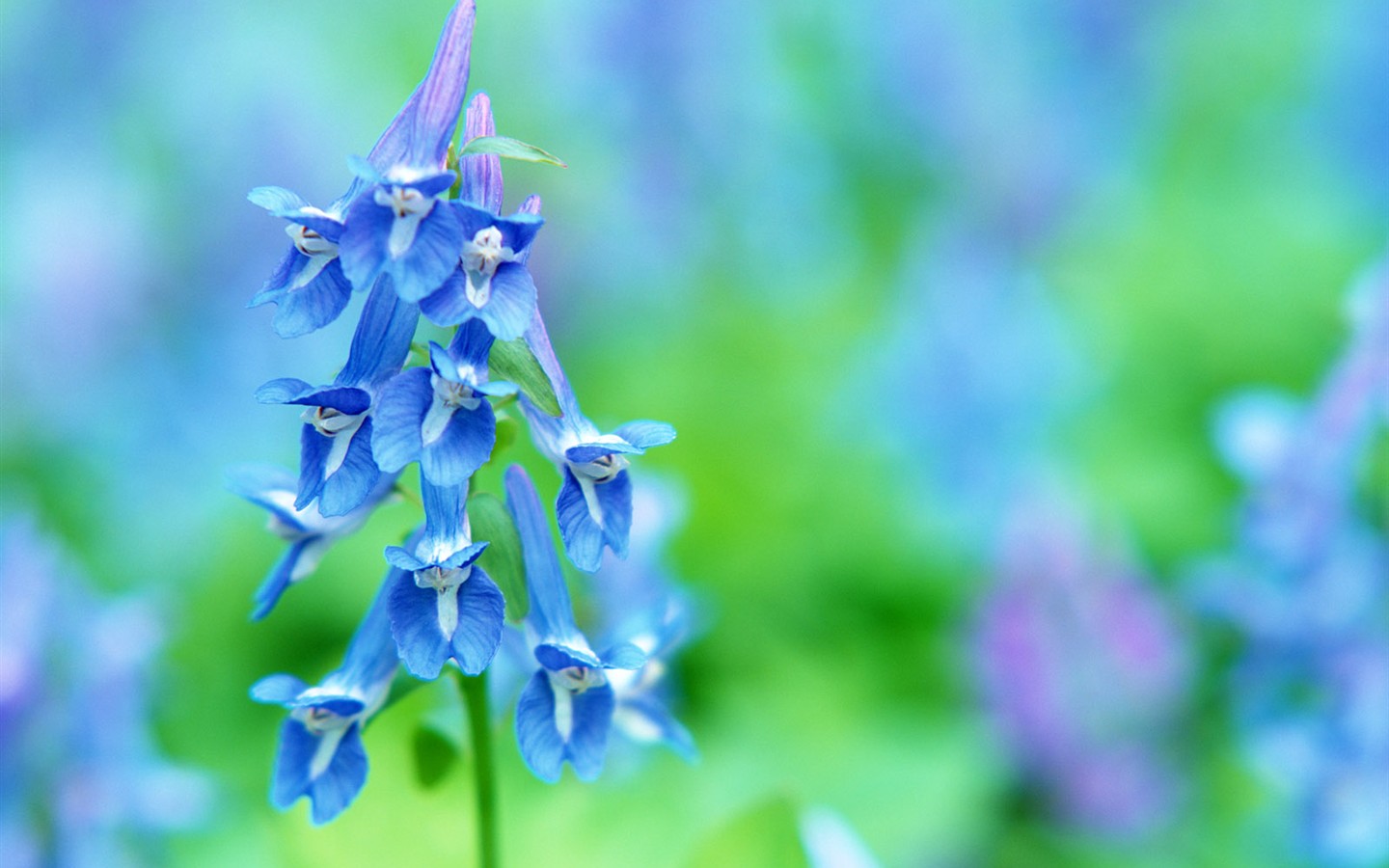 山花爛漫壁紙專輯 #10 - 1440x900
