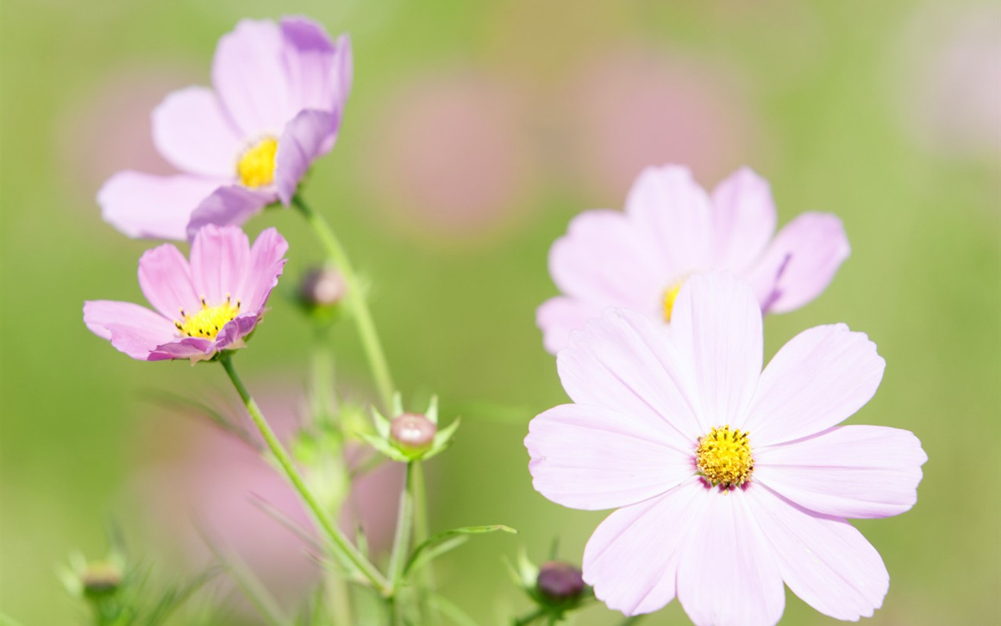 山花爛漫壁紙專輯 #17 - 1440x900