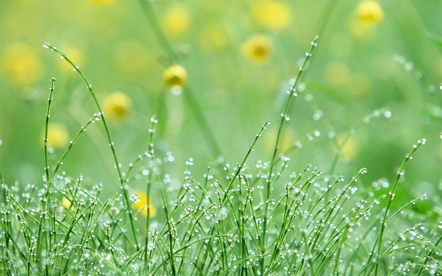 山花爛漫壁紙專輯 #25 - 1440x900