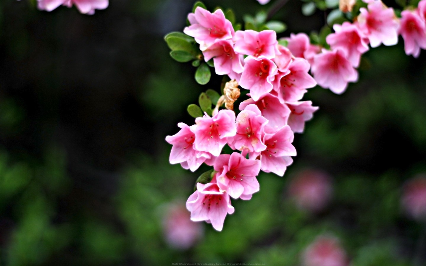 Fond d'écran haute définition de fleur #1 - 1440x900