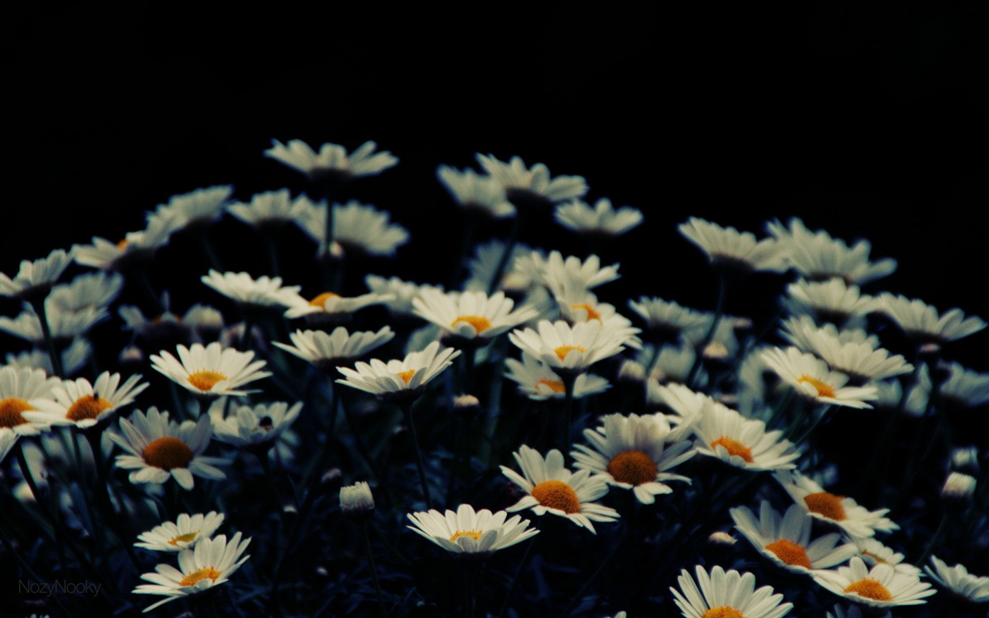 Fond d'écran haute définition de fleur #12 - 1440x900