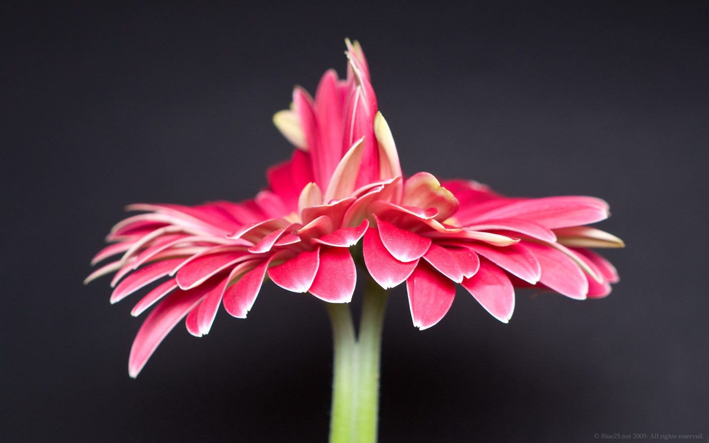 Fond d'écran haute définition de fleur #18 - 1440x900