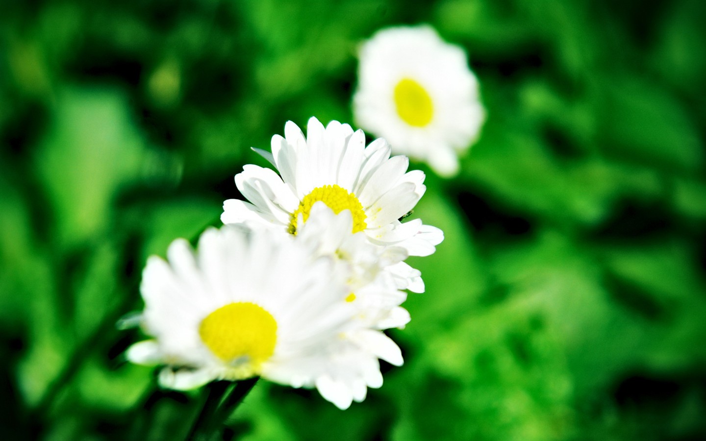 Fond d'écran haute définition de fleur #19 - 1440x900