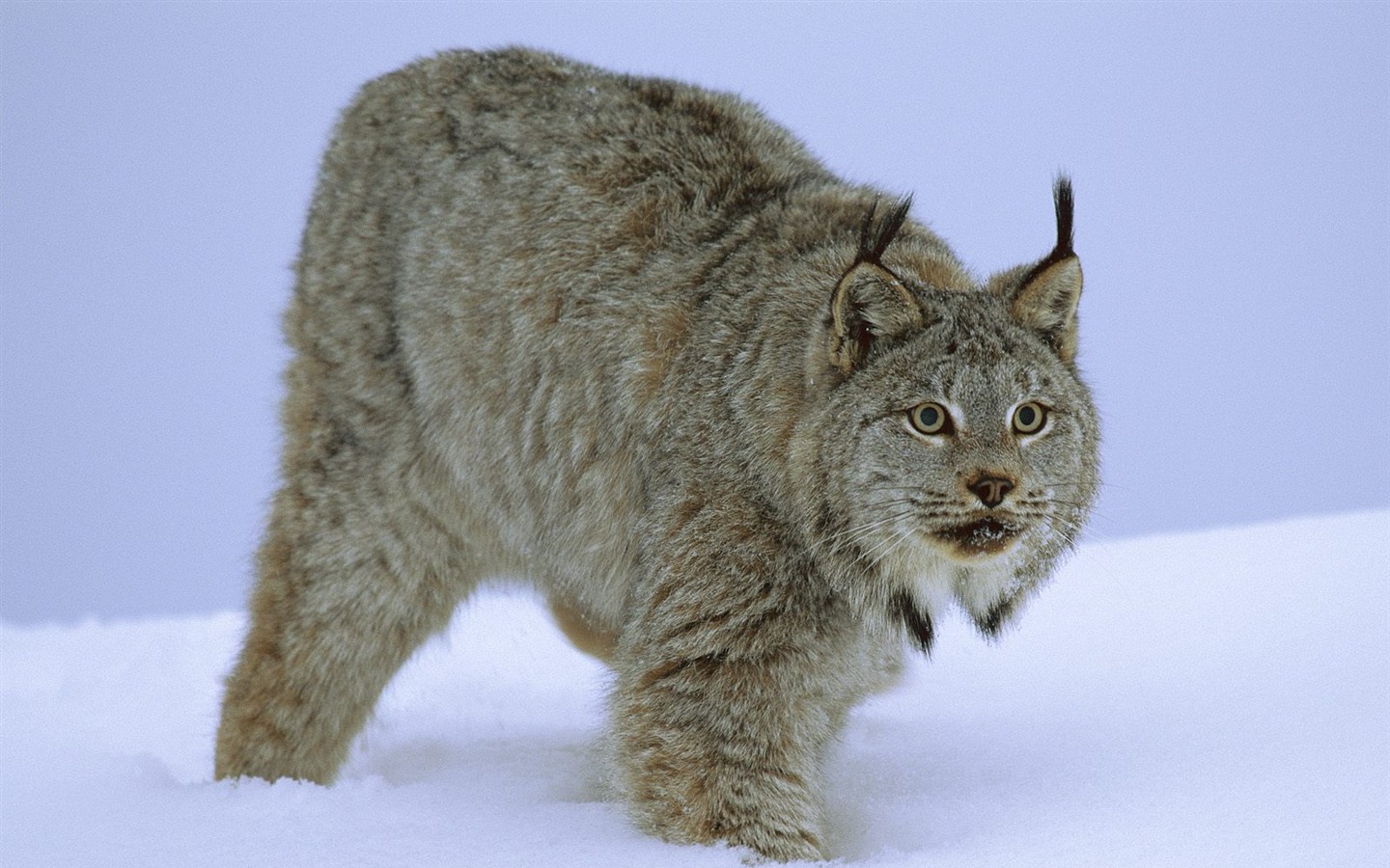 Animal Wallpaper Collection (4) #17 - 1440x900
