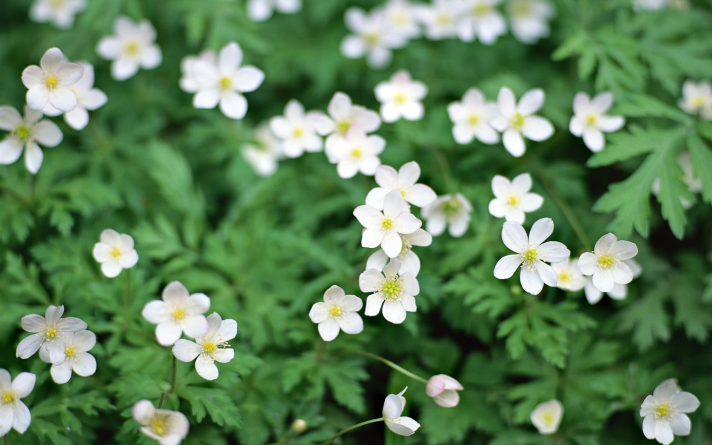 Wildflower Desktop Wallpaper #1 - 1440x900