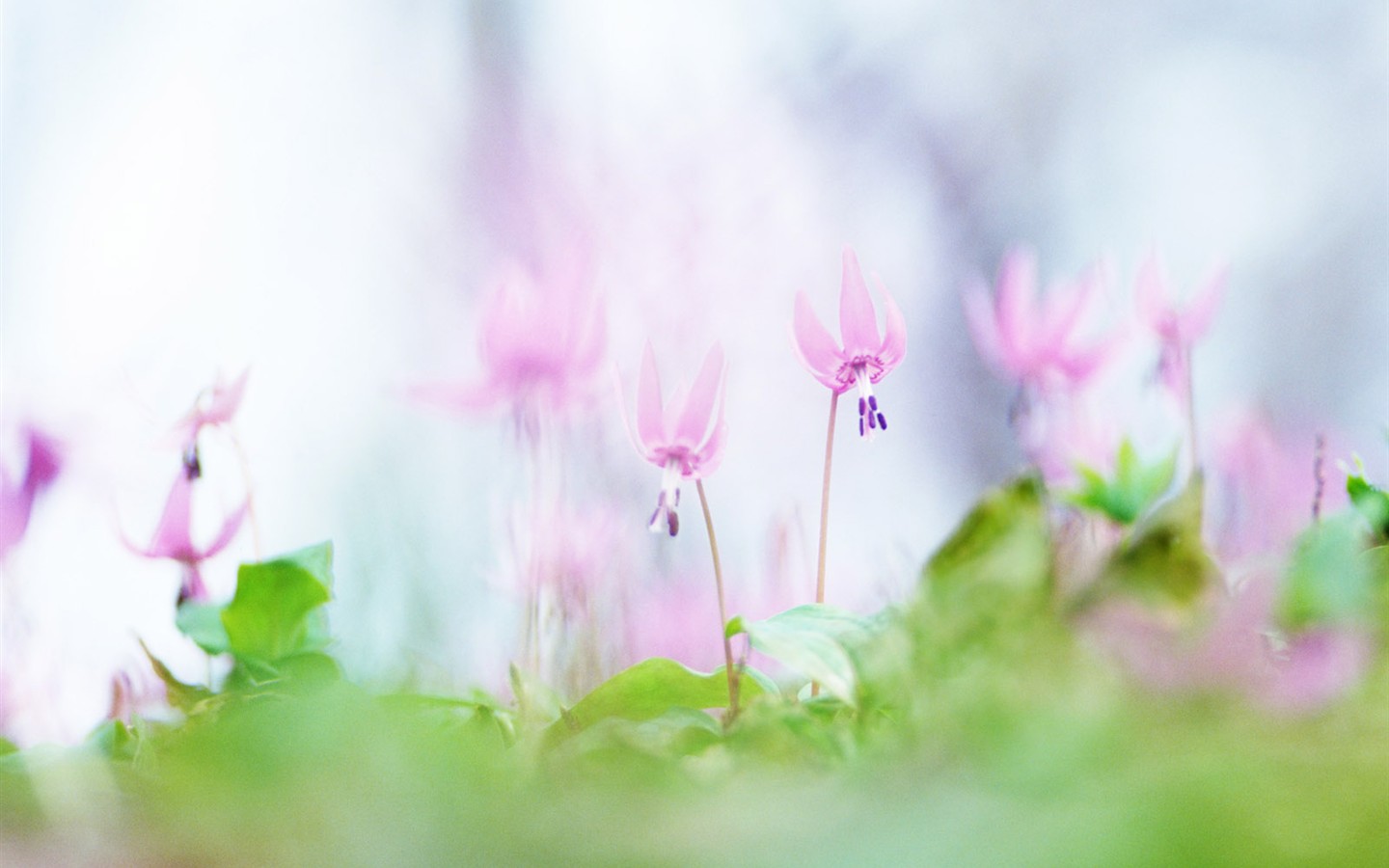 Fond d'écran de fleurs sauvages #10 - 1440x900